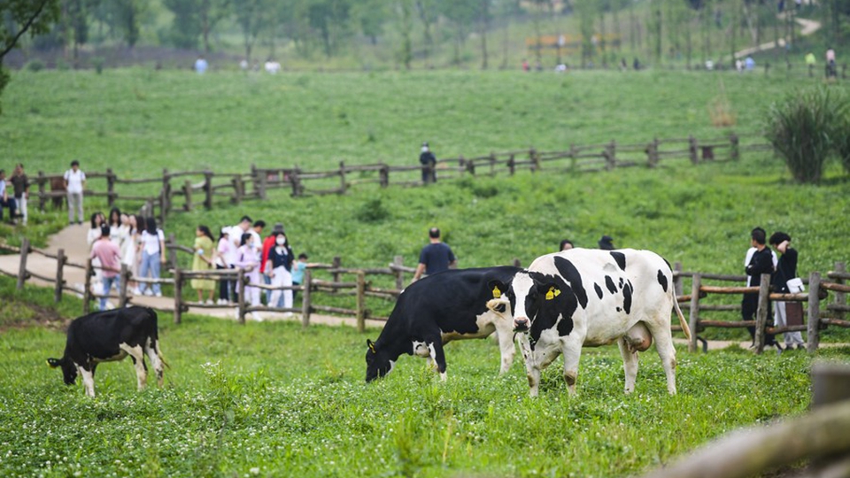 中国故事丨重庆：筑牢生态屏障守护长江母亲河