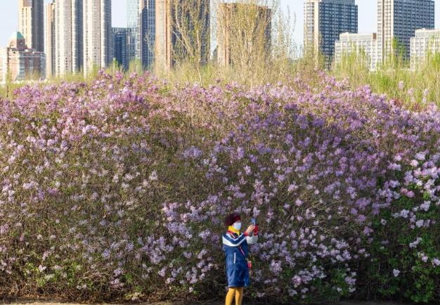 哈尔滨：丁香花开